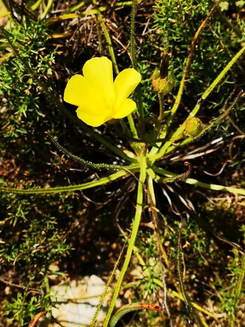 Drosophyllum Flower seeds for Planting Easy to Grow Heirloom & GMO Free Seeds for Home Garden