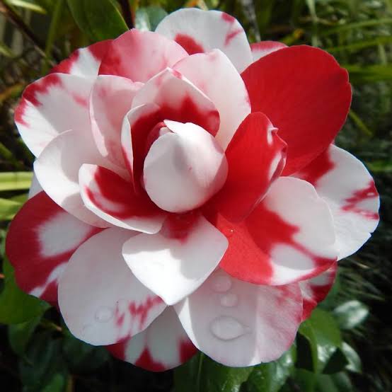 Burgundy White Camellia Flower seeds for Planting - Sun Loving, Heirloom & GMO Free Seeds for Home Garden