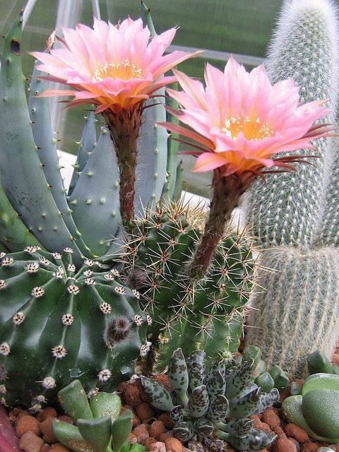 Pink Echinopsis Tubiflora Flower seeds for Planting Compact Growth Heirloom & GMO Free Seeds for Home Garden 
 
 Sale