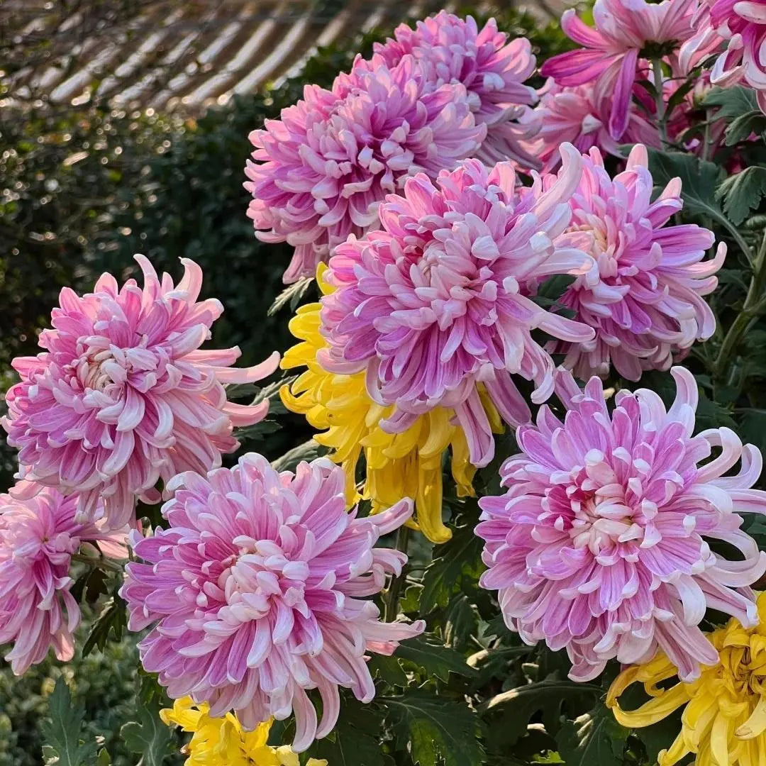 Chrysanthemum Yellow Purple Flower seeds for Planting - Easy to Grow, Heirloom & GMO Free Seeds for Home Garden