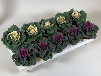 Brassica Oleracea Mixed Colour Flower Seeds For Planting