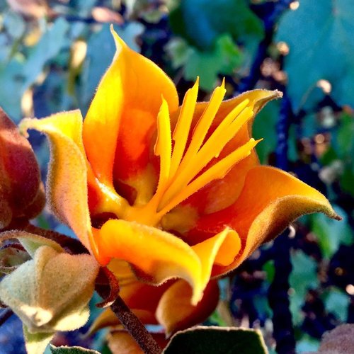 Orange Chiranthodendron Flower seeds for Planting Colorful Display Heirloom & GMO Free Seeds for Home Garden 
 
 Sale
