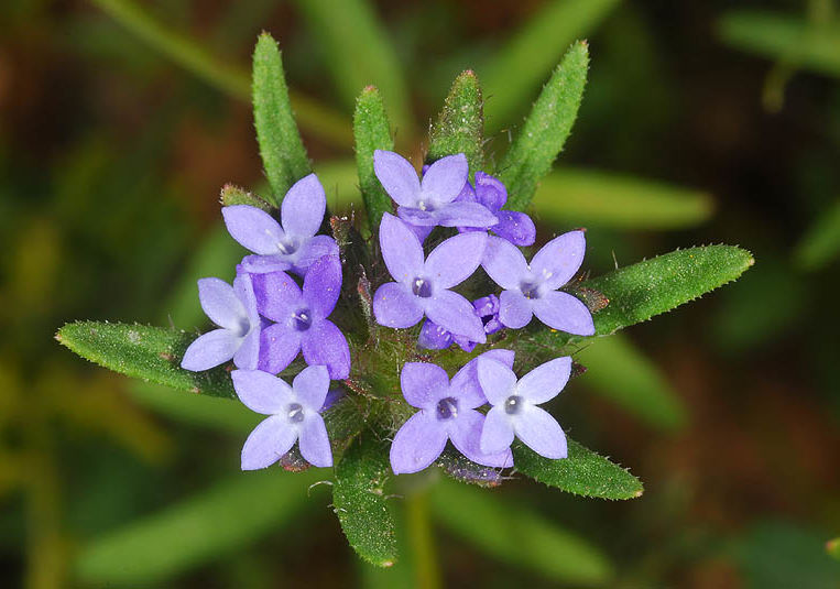 Asperula Flower seeds for Planting Cottage Garden Essential Heirloom & GMO Free Seeds for Home Garden 
 
 Sale