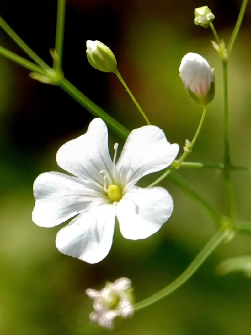 Red Babys' Atem Gypsophila Elegans Flower Seeds for Delicate, Airy Blooms in the Garden