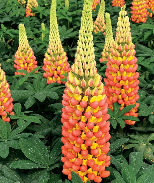 Orange Lupine Flower seeds for Planting Fragrant Blossoms Heirloom & GMO Free Seeds for Home Garden 
 
 Sale