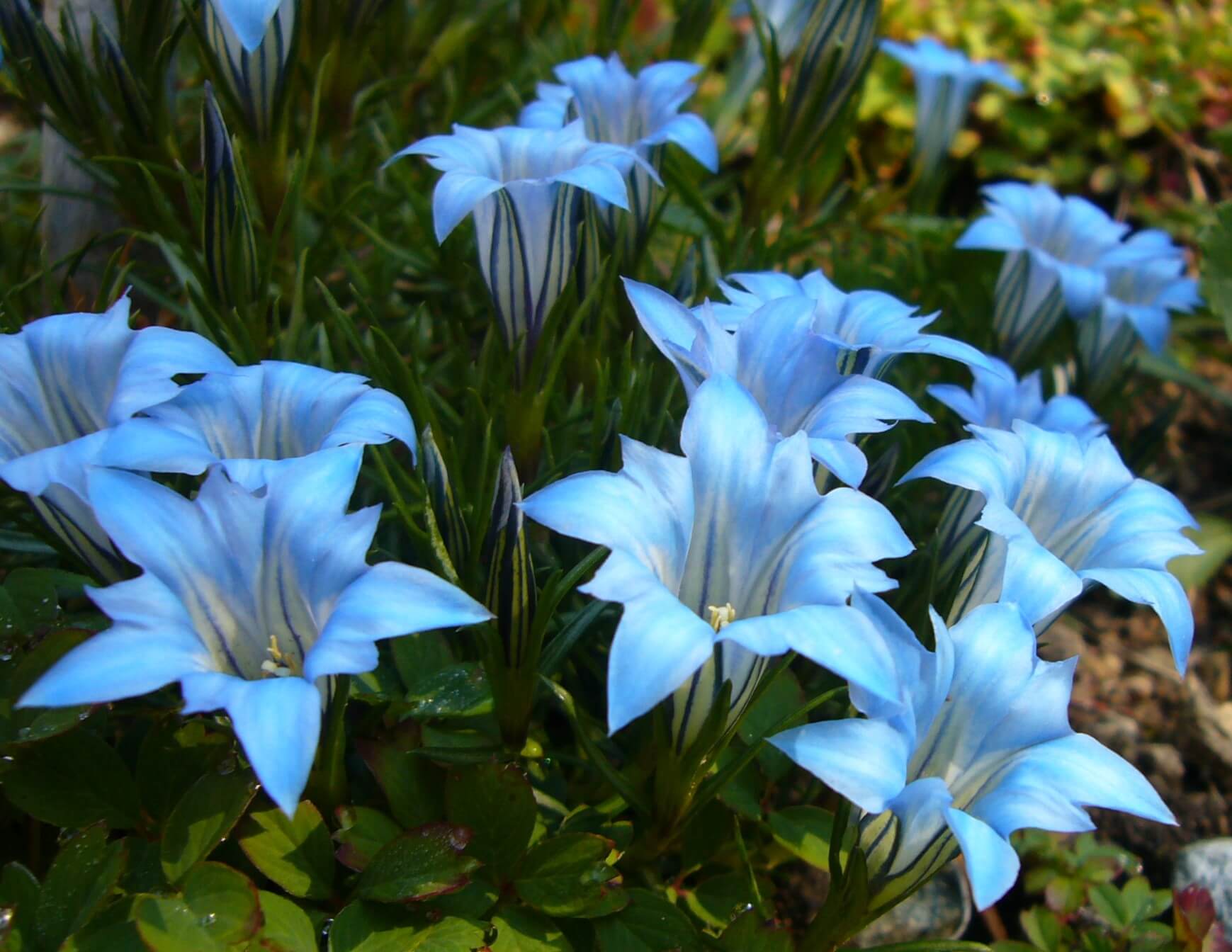 Blue White Gentian Flower seeds for Planting - Sun Loving, Heirloom & GMO Free Seeds for Home Garden