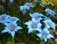 Blue White Gentian Flower seeds for Planting - Sun Loving, Heirloom & GMO Free Seeds for Home Garden