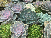 Succulent Flower seeds for Planting Shade Tolerant Heirloom & GMO Free Seeds for Home Garden