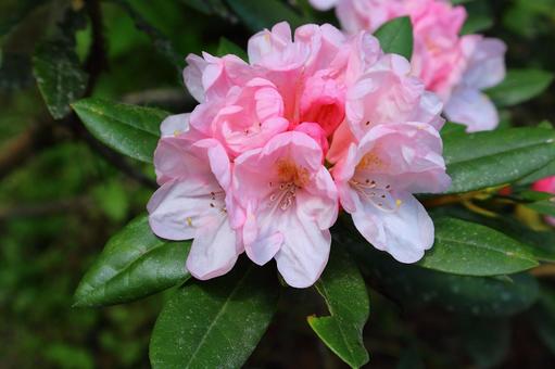Baby Pink Rhododendron Flower Seeds for Planting Long Bloom Season Heirloom & GMO Free Seeds for Home Garden
 
 Sale