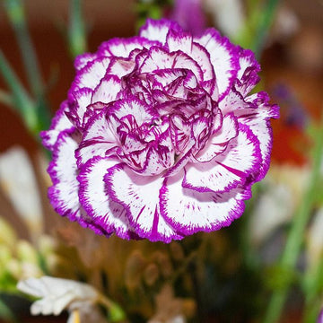 Carnations Violet White Flower seeds for Planting - Bright Blooms, Heirloom & GMO Free Seeds for Home Garden
