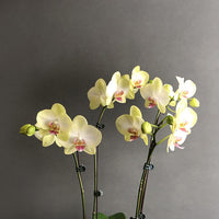 Light Yellow Orchid Flower seeds for Planting - Premium Quality, Heirloom & GMO Free Seeds for Home Garden
 
 Sale for planting in home garden