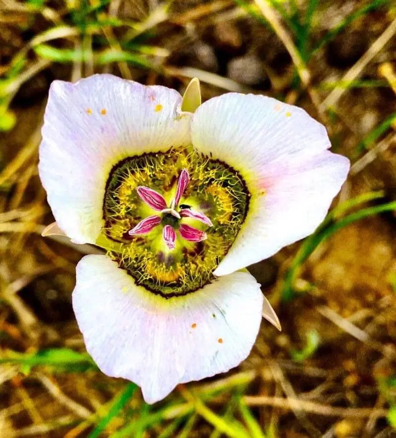 Gunnisonii Flower seeds for Planting Sun Loving Heirloom & GMO Free Seeds for Home Garden
 
 Sale