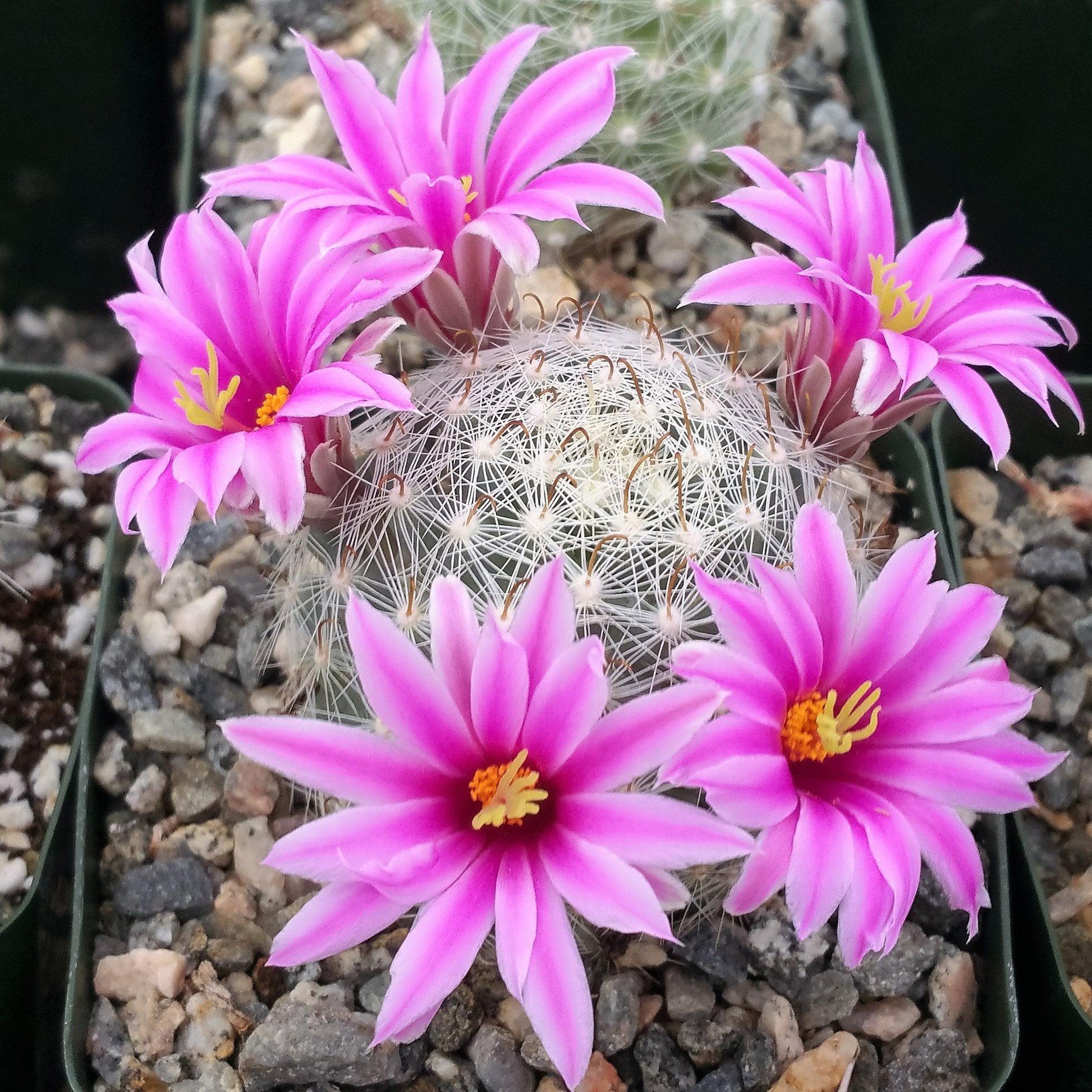 Mammillaria Flower seeds for Planting - Easy to Grow, Heirloom & GMO Free Seeds for Home Garden