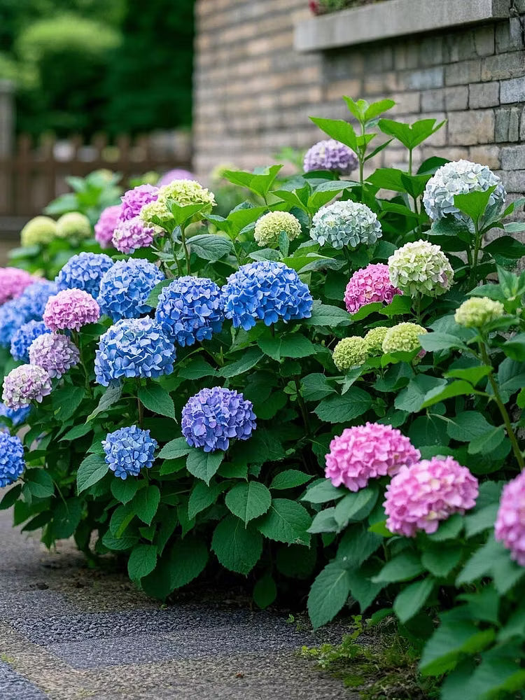 Hydrangea Seeds, Bonsai Hydrangea for Home Garden