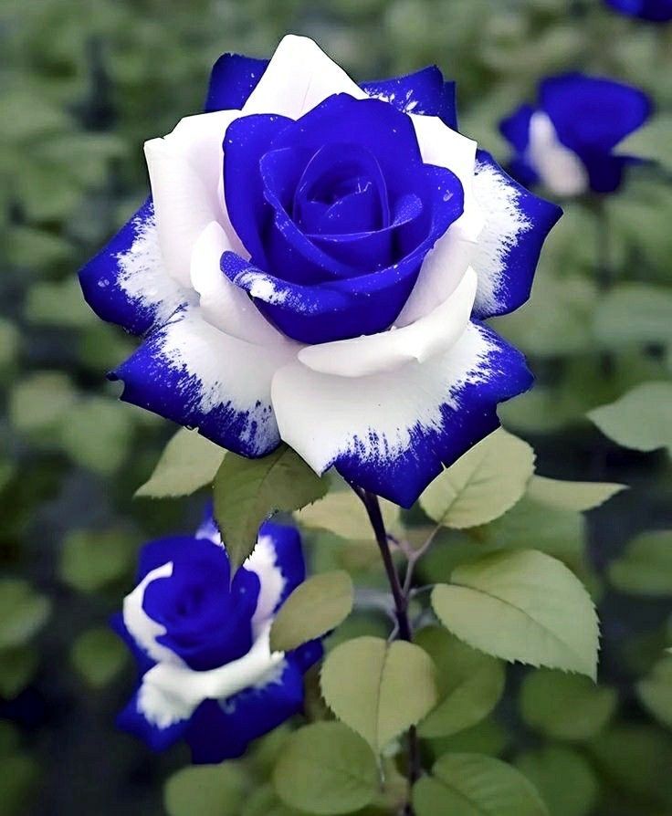 Rose Flower seeds for Planting - Low Maintenance, Heirloom & GMO Free Seeds for Home Garden