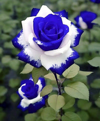 Rose Flower seeds for Planting - Low Maintenance, Heirloom & GMO Free Seeds for Home Garden