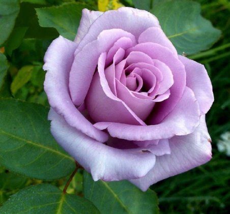 Violet Rose Flower seeds for Planting Drought Tolerant Heirloom & GMO Free Seeds for Home Garden
 
 Sale