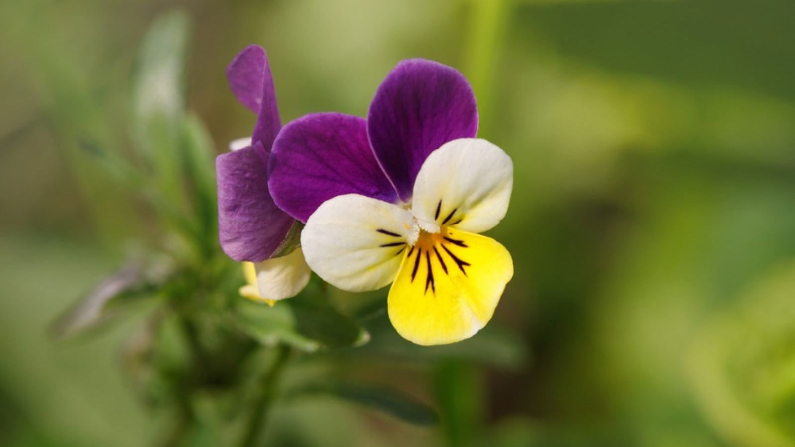 Jump Up Flower seeds for Planting Bright Blooms Heirloom & GMO Free Seeds for Home Garden 
 
 Sale