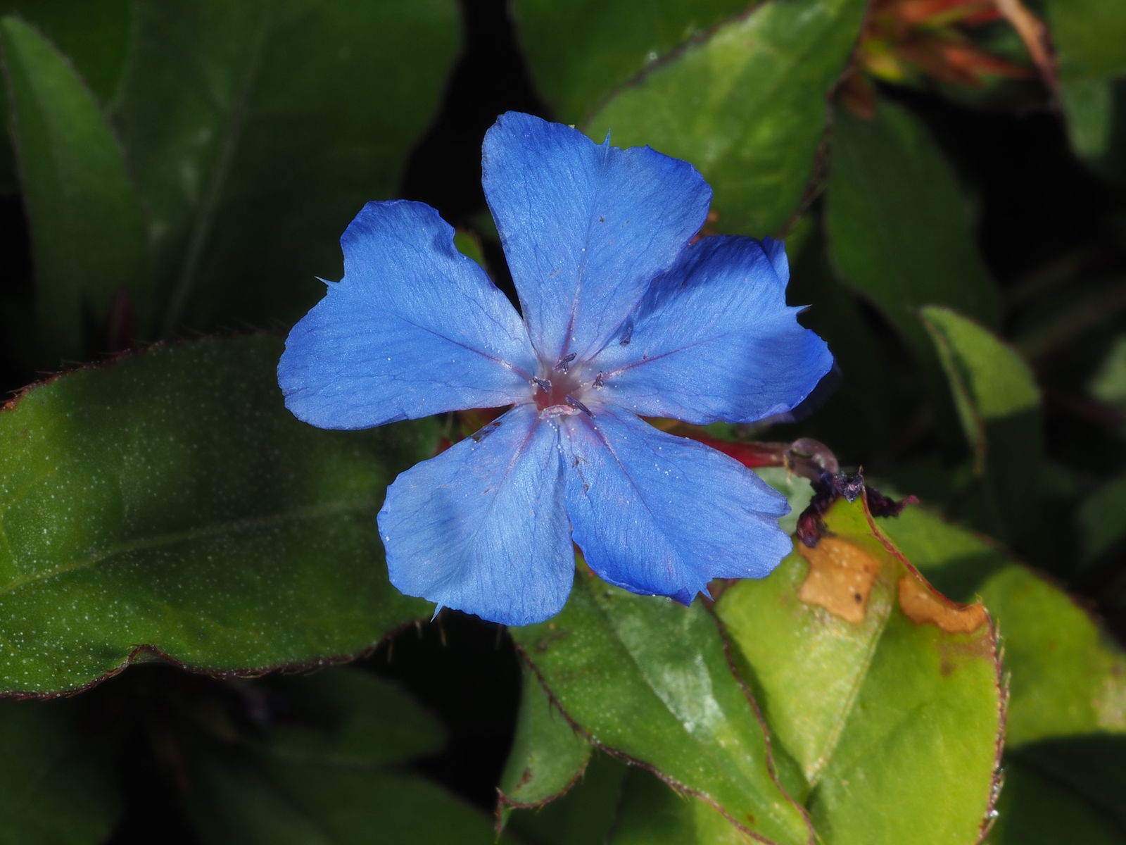 Ceratostigma Plumbaginoides Flower seeds for Planting Sun Loving Heirloom & GMO Free Seeds for Home Garden 
 
 Sale