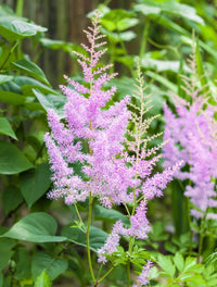 Astilbe Flower seeds for Planting Vibrant Colors Heirloom & GMO Free Seeds for Home Garden 
 
 Sale