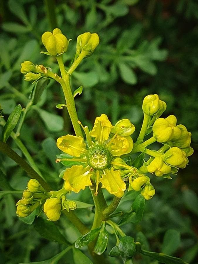 Yellow Ruta Graveolens Flower Planting Seeds  Brighten Your Garden with Vibrant Flowers