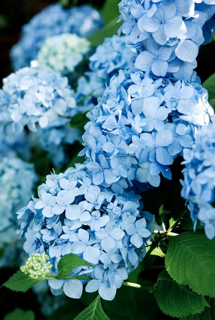 Sky Blue Univalve Geranium Flower seeds for Planting Low Maintenance Heirloom & GMO Free Seeds for Home Garden
