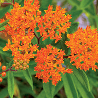 Asclepias Flower seeds for Planting Drought Tolerant Heirloom & GMO Free Seeds for Home Garden
