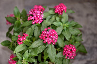 Pink Pentas Flower seeds for Planting - Vibrant Colors, Heirloom & GMO Free Seeds for Home Garden