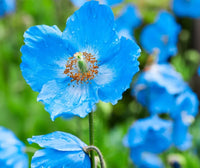 Himalayan Flower seeds for Planting - Vibrant Colors, Heirloom & GMO Free Seeds for Home Garden