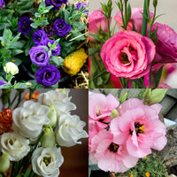 Eustoma Flower Seeds for Planting - Elegant White and Pink Blooms for Your Garden