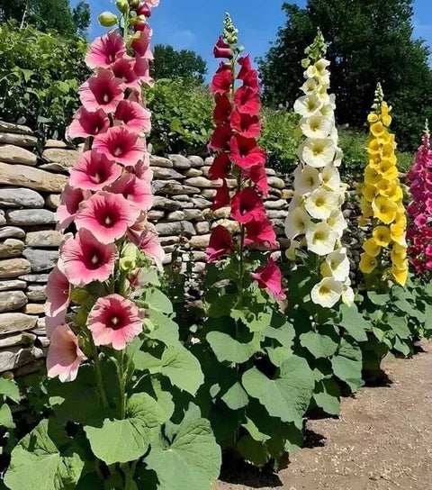 Heirloom Hollyhock Flower seeds for Planting Easy to Grow Heirloom & GMO Free Seeds for Home Garden