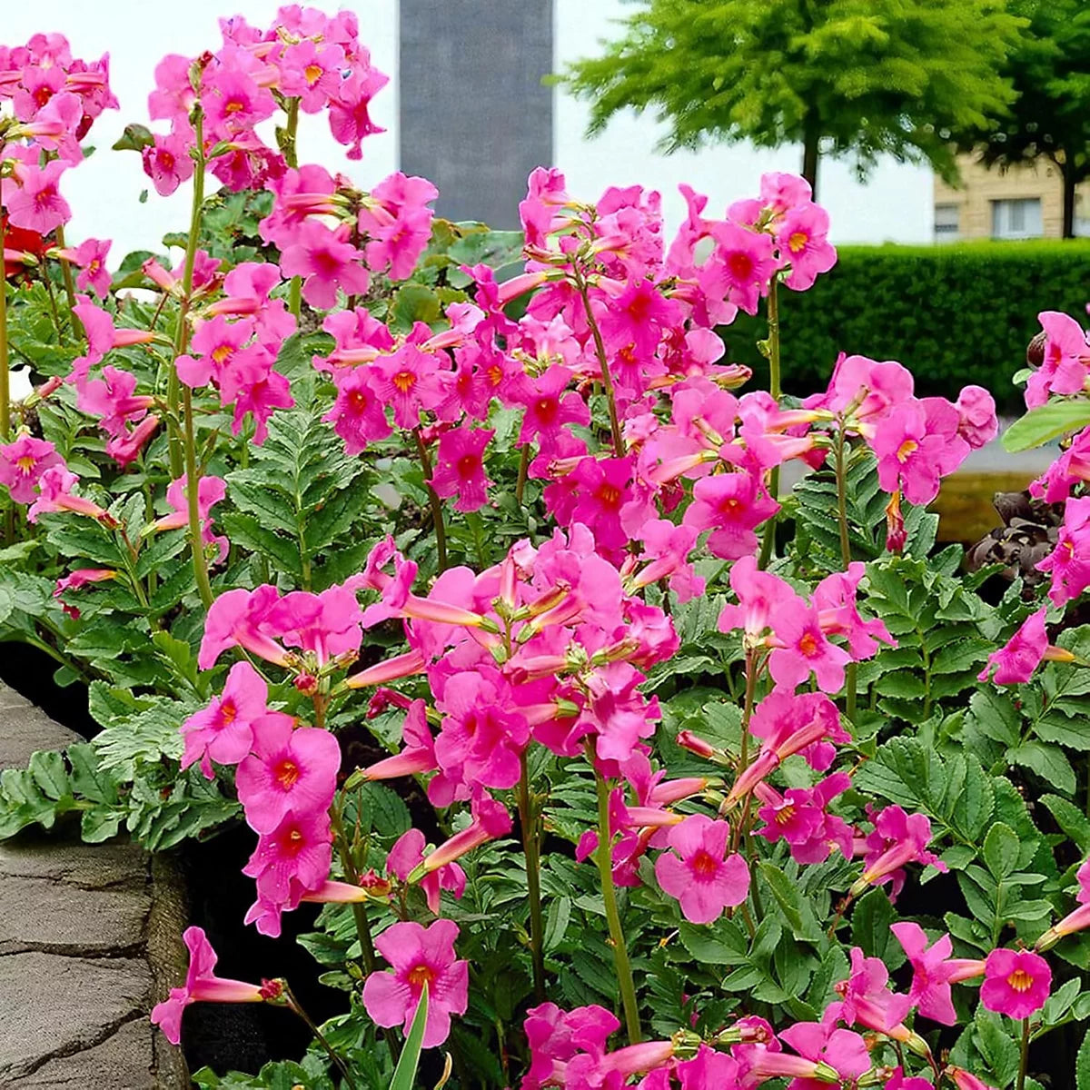 Pink Incarvillea Flower Seeds for Planting - Vibrant Perennial Blooms