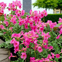 Pink Incarvillea Flower Seeds for Planting - Vibrant Perennial Blooms