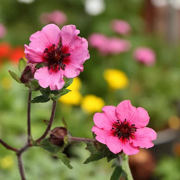 Pink Miss Willmott Flower seeds for Planting - Low Maintenance, Heirloom & GMO Free Seeds for Home Garden