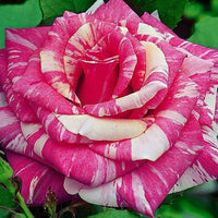 Pink Dragon Rose Flower seeds for Planting - Long Bloom Season, Heirloom & GMO Free Seeds for Home Garden