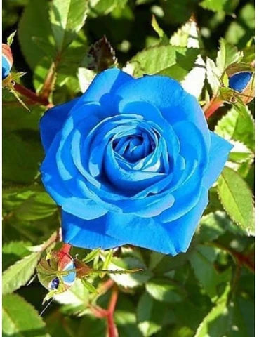 Blue Gray Rose Flower Seeds for Planting Long Bloom Season Heirloom & GMO Free Seeds for Home Garden
 
 Sale