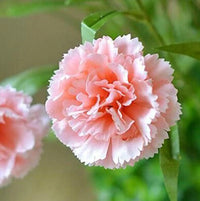 Light Pink Carnations Flower Seeds for Planting Perfect for Borders Heirloom & GMO Free Seeds for Home Garden
 
 Sale