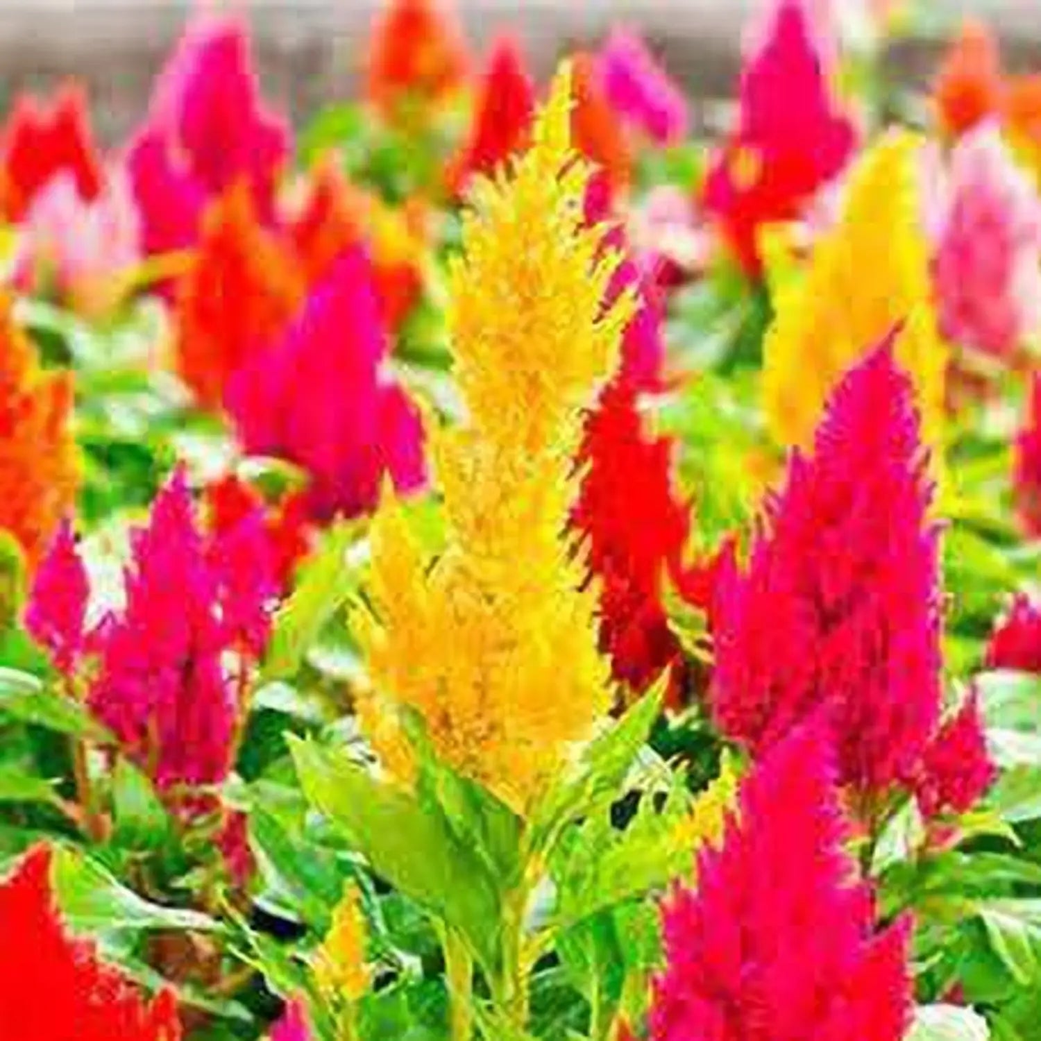 Celosia Flower seeds for Planting Compact Growth Heirloom & GMO Free Seeds for Home Garden