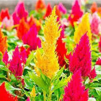 Celosia Flower seeds for Planting Compact Growth Heirloom & GMO Free Seeds for Home Garden
