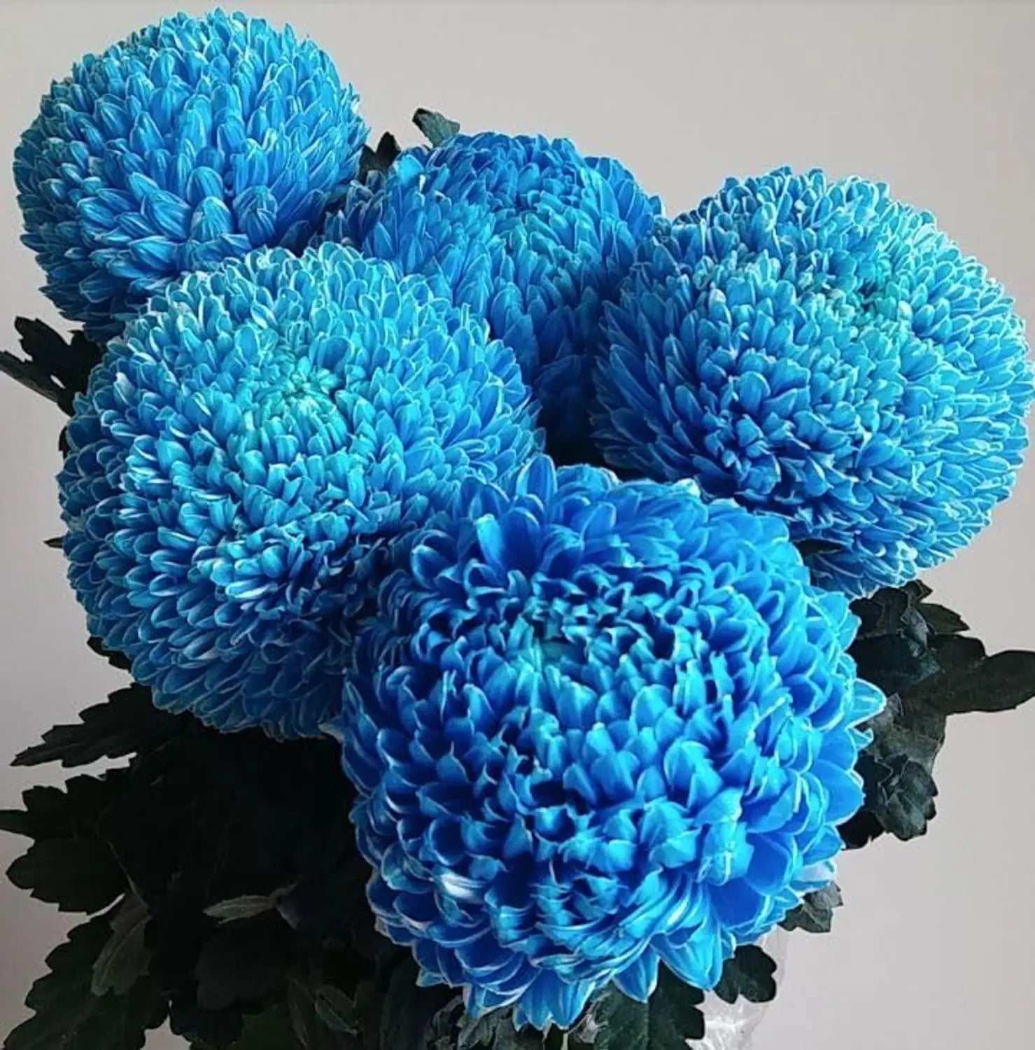 Blue Yellow Chrysanthemum Flower seeds for Planting - Colorful Display, Heirloom & GMO Free Seeds for Home Garden