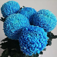Blue Yellow Chrysanthemum Flower seeds for Planting - Colorful Display, Heirloom & GMO Free Seeds for Home Garden