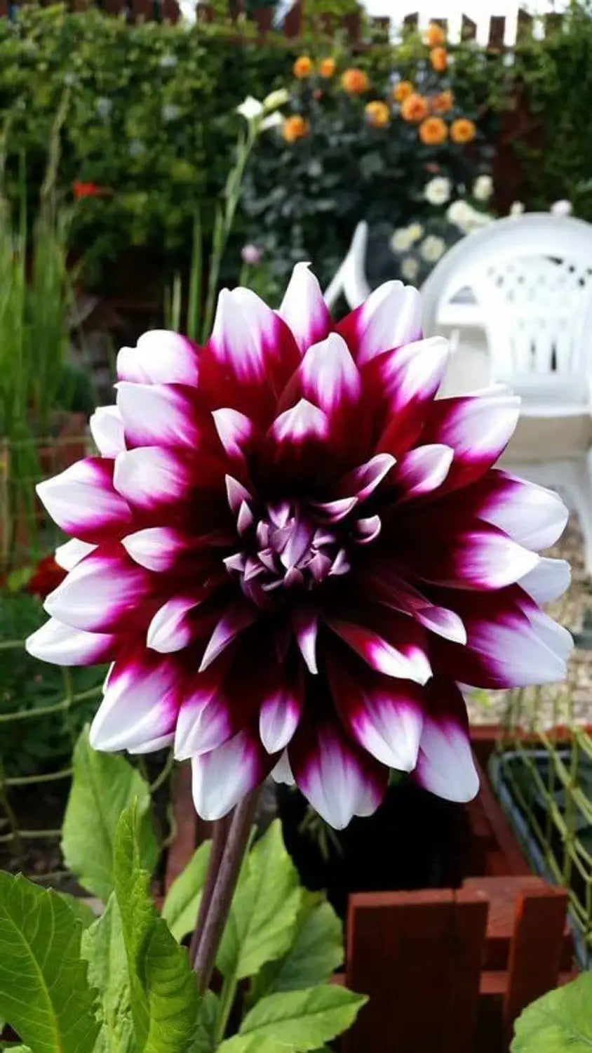 Purple White Dahlia Flower Seeds for Planting Low Maintenance Heirloom & GMO Free Seeds for Home Garden
 
 Sale