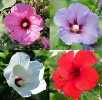 Hibiscus Makinoi Chinese Hibiscus Seeds