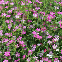 Mixed Gypsophila Flower seeds for Planting Hardy Variety Heirloom & GMO Free Seeds for Home Garden
 
 Sale