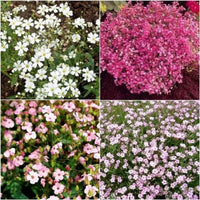 Mixed Color Gypsophila Flower Seeds for Planting Seasonal Bloomer Heirloom & GMO Free Seeds for Home Garden
 
 Sale