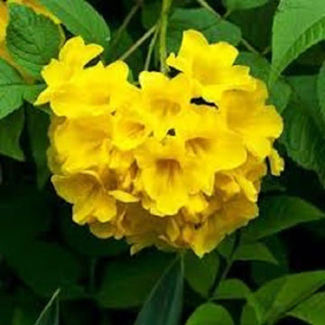 Yellow Ambizu Flower seeds for Planting - Colorful Display, Heirloom & GMO Free Seeds for Home Garden
 
 Sale