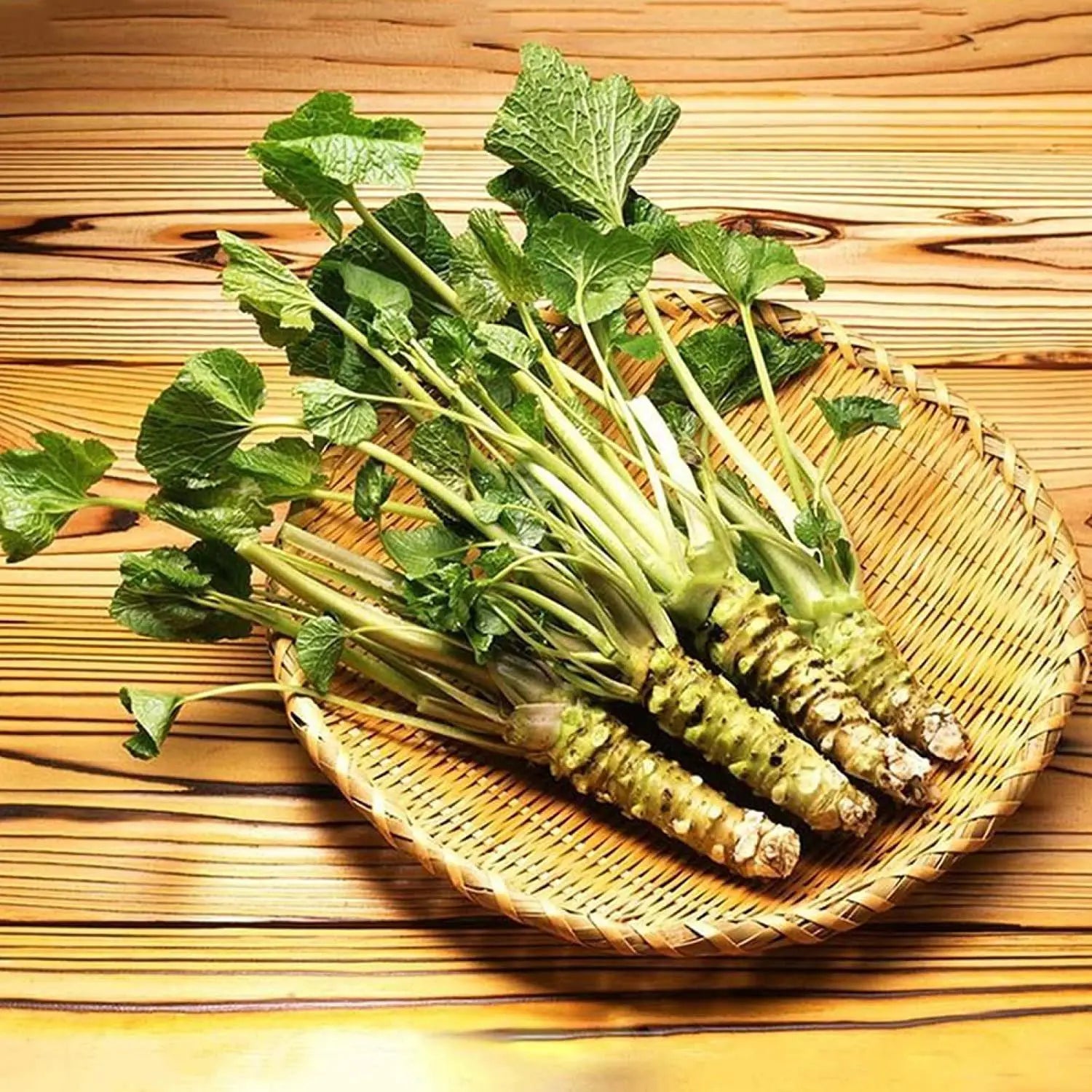 Horseradish Planting Seeds  Grow Your Own Spicy Root