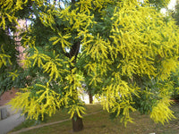 Golden Koelreuteria Flower seeds for Planting - Pollinator Friendly, Heirloom & GMO Free Seeds for Home Garden