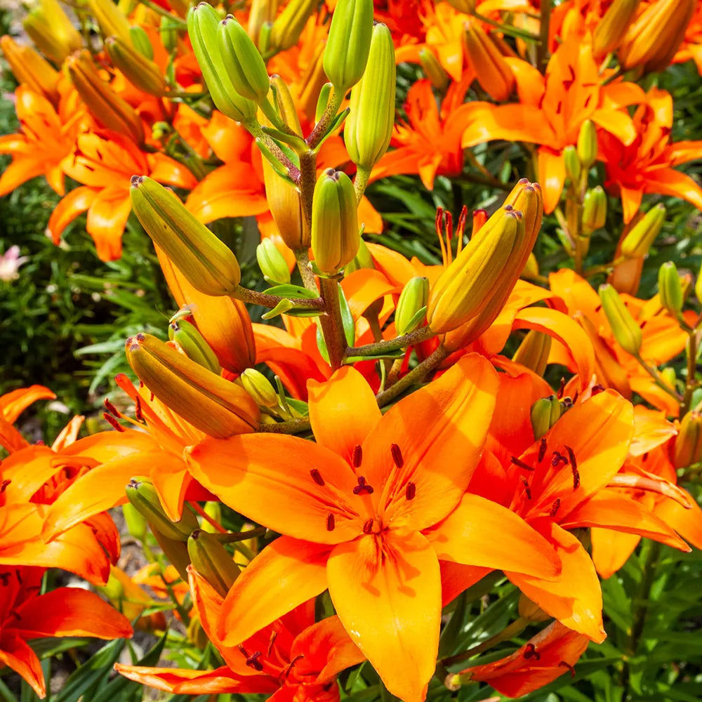 Lilium Flower seeds for Planting Garden Favorite Heirloom & GMO Free Seeds for Home Garden