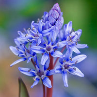 Scilla Bifolia Flower seeds for Planting - Premium Quality, Heirloom & GMO Free Seeds for Home Garden